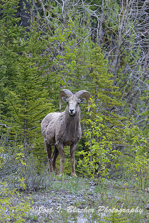 Big-Horn-Sheep-1--Kananaskis