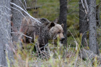 Mammals
