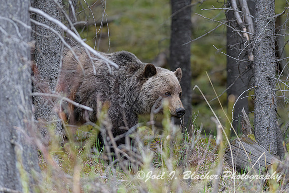 Grizzly-2-Kananaskis