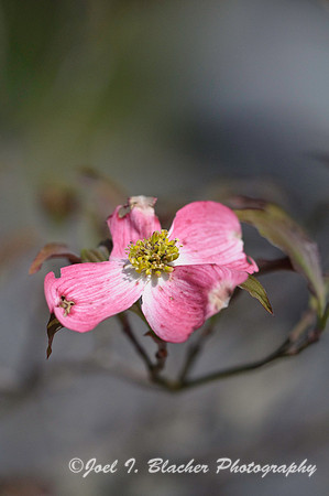 Cornus florida rubra 1 CNC