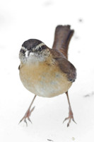 Songbirds