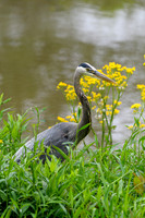Great-Blue-Heron-Portrait-3-Chatt