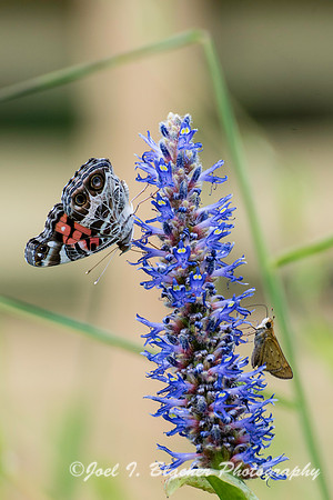 Painted Lady and Skipper on Arrowroot-Chattahoochee