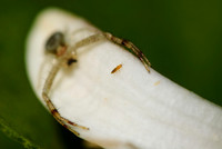 Arachnids, Insects, and Other Inverts