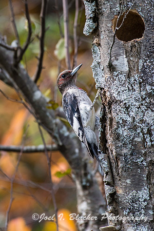 Red Headed Woodpecker-Chattahoochee at Morgan Falls edit