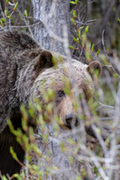 Grizzly-1-Kananaskis