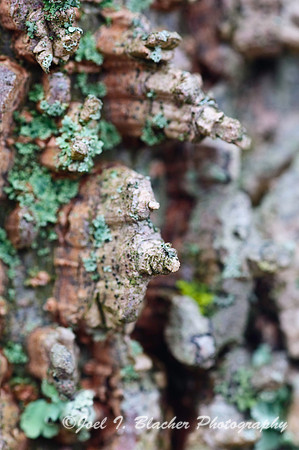 Sweetgum Bark 1.jpg