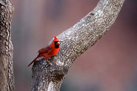 Songbirds