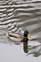 Ducks, Geese, Grebes and related