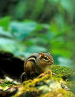Mammals