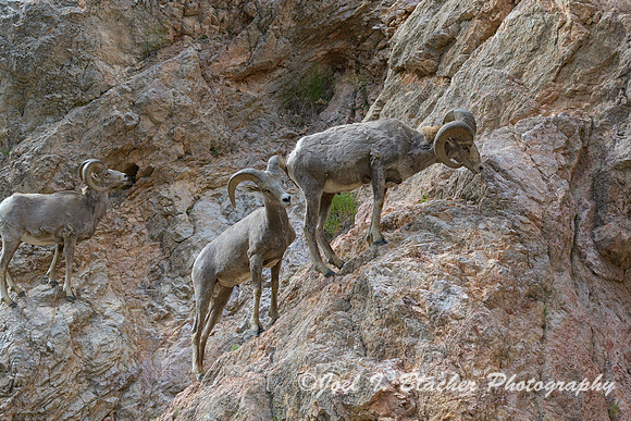 Big-Horn-Sheep-1--Radium-Hot-Springs