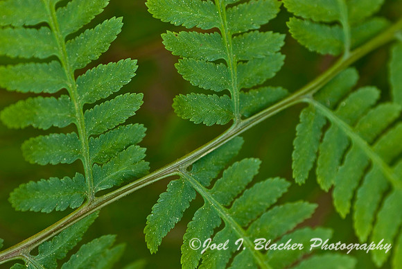 Lady Fern 1.jpg