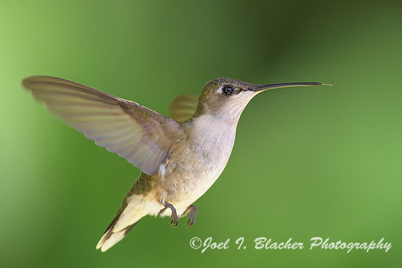 Ruby-throated-Hummingbird-ln-flight-3