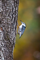 Songbirds