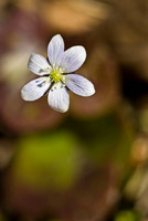 Flowers, Grasses, & Bog Plants