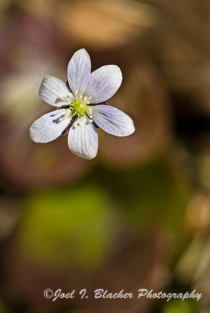 Round-Lobed Hepatica.jpg