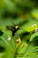 Butterflies and Moths