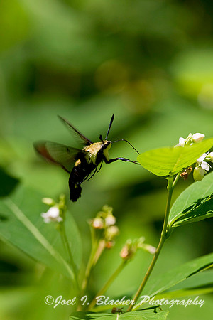 Snowberry Clearwing.jpg