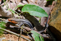 Reptiles & Amphibians