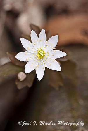 Rue Anemone 2.jpg