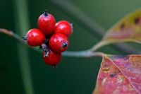 Fall Foliage