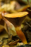 Fungi & Lichen