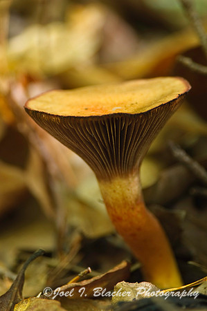False Chanterelle.jpg