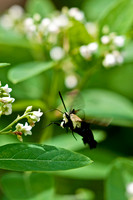 Butterflies and Moths