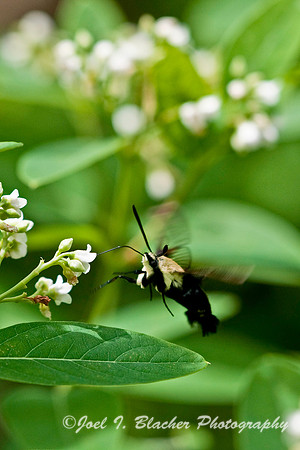 Snowberry Clearwing 2.jpg
