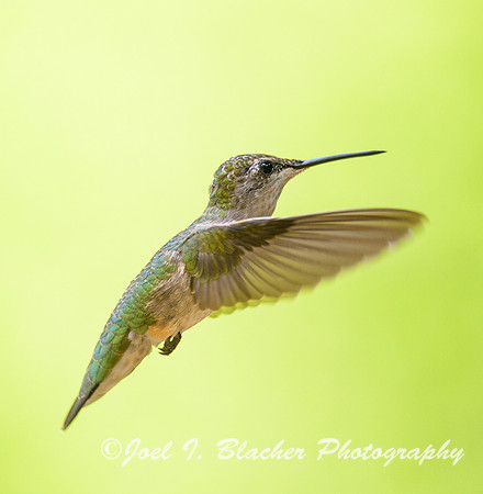 Ruby-throated-Hummingbird-ln-flight