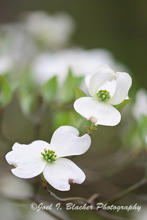NC Dogwood Flowers 1.jpg