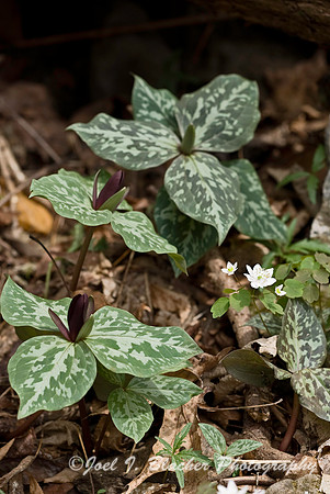 Trailing Trillium and Star Chickweed.jpg