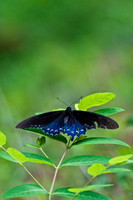 Butterflies and Moths