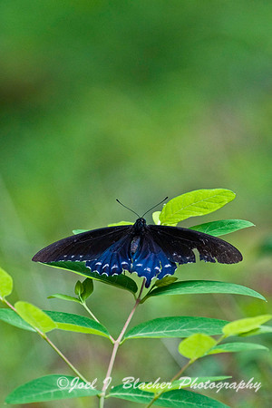 Pipevine Swallowtail 1 , Kennesaw Mtn.jpg