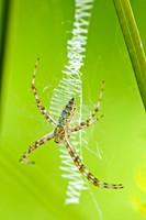 Arachnids, Insects, and Other Inverts