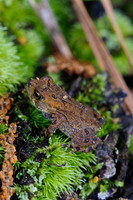 Reptiles & Amphibians