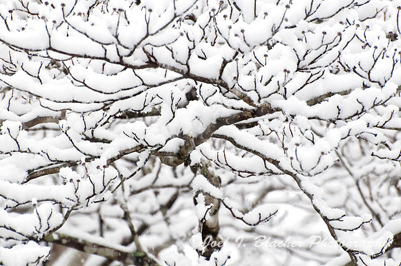 Dogwood 3.jpg