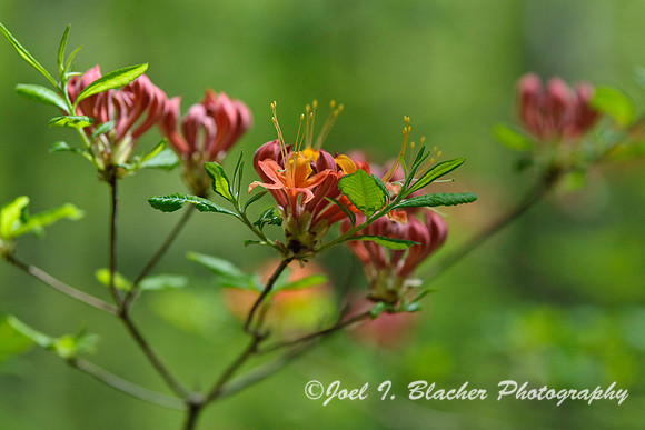 Rhododendron sp, Big Trees