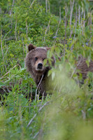 Grizzly-Cub-1-E