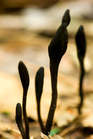 Fungi & Lichen