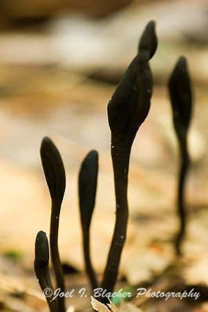 Clavaria sp.jpg
