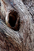 Trees & Shrubs