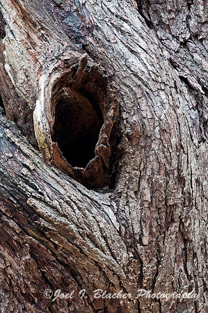 Live Oak Abs.jpg