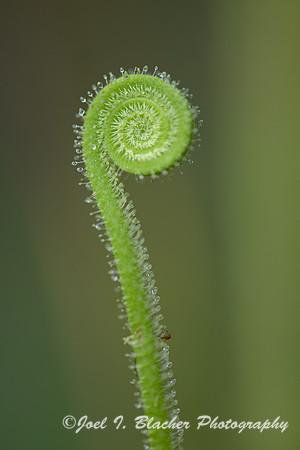Drosera-sp-1