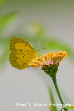 Sleepy Orange on Zinnia