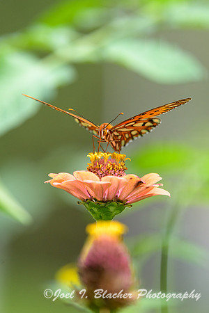 Gulf Fritillary-on-Zinnia