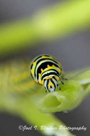 Black-Swallowtail-Caterpllar