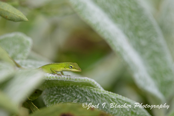 Anole-on-Lambs-Ear