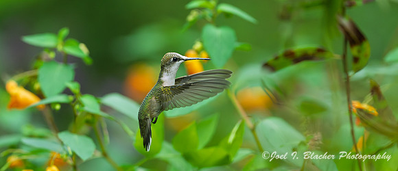 Ruby-throated-Hummingbird-Female-Jewel-Weed5