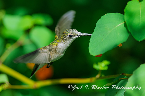 Ruby-throated-Hummingbird-Female-Jewel-Weed6